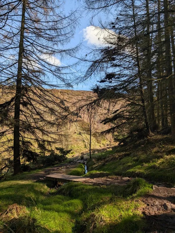 Forest glen in Scotland